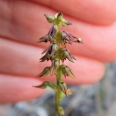 Corunastylis clivicola (Rufous midge orchid) at Aranda, ACT - 10 Apr 2018 by CathB