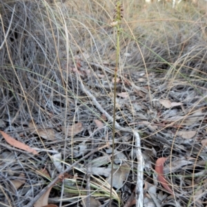 Corunastylis clivicola at Aranda, ACT - 10 Apr 2018