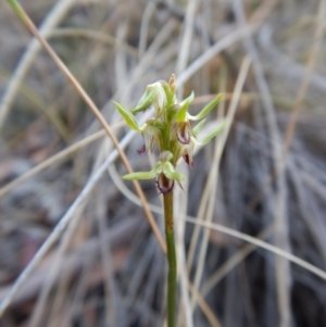 Corunastylis cornuta at Aranda, ACT - 10 Apr 2018