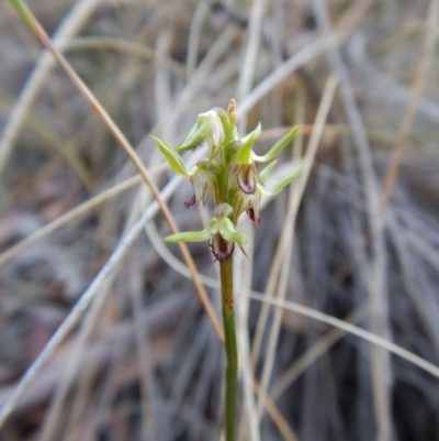 Corunastylis cornuta (Horned Midge Orchid) at Aranda, ACT - 9 Apr 2018 by CathB