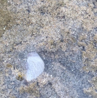 Unverified at Merimbula, NSW - 7 Apr 2018 by lyndz