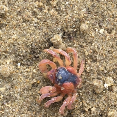 Unverified at Merimbula, NSW - 7 Apr 2018 by lyndz