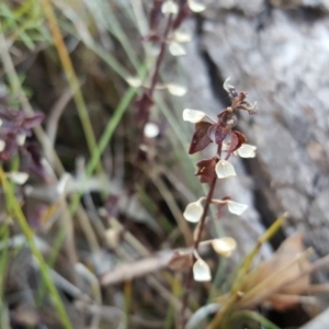 Scutellaria humilis at Symonston, ACT - 10 Apr 2018 03:42 PM