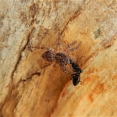 Servaea sp. (genus) (Unidentified Servaea jumping spider) at Aranda Bushland - 22 Mar 2018 by CathB