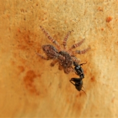 Servaea sp. (genus) at Belconnen, ACT - 23 Mar 2018