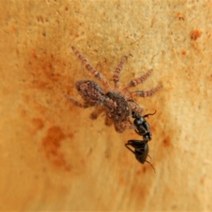 Servaea sp. (genus) at Belconnen, ACT - 23 Mar 2018