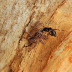 Servaea sp. (genus) at Belconnen, ACT - 23 Mar 2018 08:41 AM