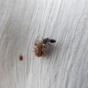 Servaea sp. (genus) at Belconnen, ACT - 23 Mar 2018 08:41 AM