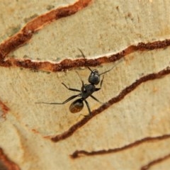 Camponotus sp. (genus) (A sugar ant) at Aranda Bushland - 9 Apr 2018 by CathB