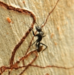 Camponotus sp. (genus) at Point 4152 - 10 Apr 2018