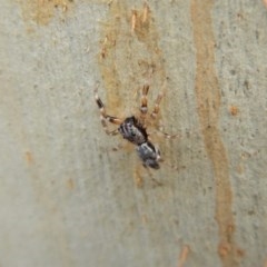 Arasia mollicoma (Flat-white Jumping Spider) at Belconnen, ACT - 3 Apr 2018 by CathB