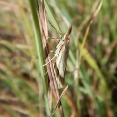 Hednota bivittella (Webworm) at Belconnen, ACT - 23 Mar 2018 by CathB