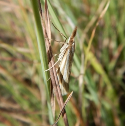 Hednota bivittella (A Crambid moth (Crambinae) at Belconnen, ACT - 23 Mar 2018 by CathB