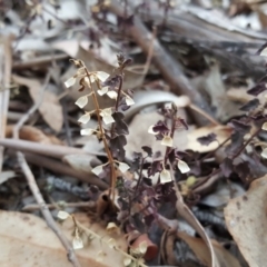 Scutellaria humilis (Dwarf Skullcap) at Symonston, ACT - 10 Apr 2018 by Mike