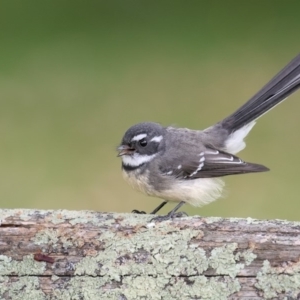 Rhipidura albiscapa at Pambula, NSW - 10 Apr 2018