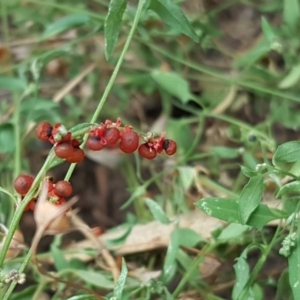 Einadia nutans subsp. nutans at Symonston, ACT - 10 Apr 2018 04:43 PM