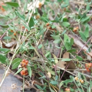 Einadia nutans subsp. nutans at Symonston, ACT - 10 Apr 2018