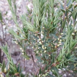 Melichrus urceolatus at Symonston, ACT - 10 Apr 2018 04:59 PM