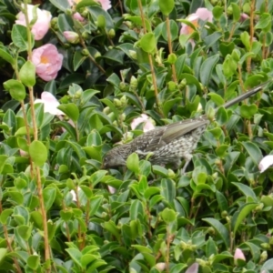 Anthochaera chrysoptera at Merimbula, NSW - 7 Apr 2018