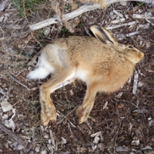 Lepus capensis at Watson, ACT - 10 Apr 2018