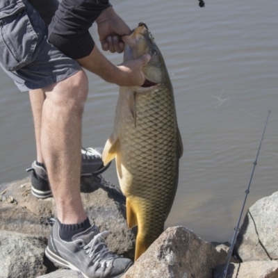 Cyprinus carpio (Common Carp) at Bonython, ACT - 9 Apr 2018 by Alison Milton