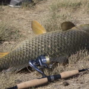 Cyprinus carpio at Bonython, ACT - 9 Apr 2018 01:21 PM