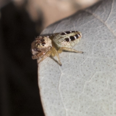 Opisthoncus sexmaculatus (Six-marked jumping spider) at Bonython, ACT - 9 Apr 2018 by AlisonMilton