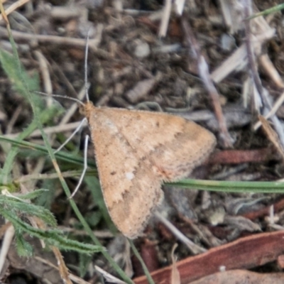 Scopula rubraria (Reddish Wave, Plantain Moth) at Namadgi National Park - 10 Apr 2018 by SWishart