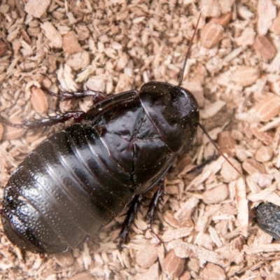 Panesthia australis (Common wood cockroach) at Namadgi National Park - 10 Apr 2018 by SWishart