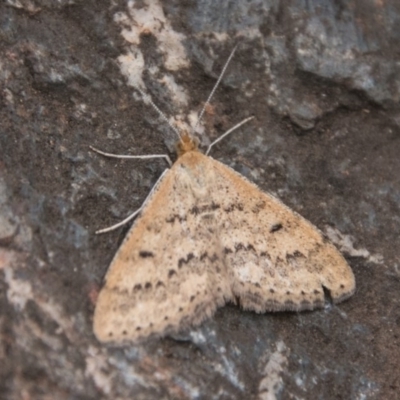 Scopula rubraria (Reddish Wave, Plantain Moth) at Namadgi National Park - 10 Apr 2018 by SWishart