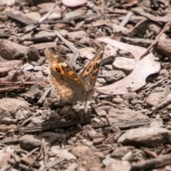 Junonia villida (Meadow Argus) at Booth, ACT - 10 Apr 2018 by SWishart