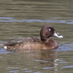 Aythya australis (Hardhead) at Stranger Pond - 9 Apr 2018 by AlisonMilton