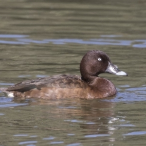 Aythya australis at Bonython, ACT - 9 Apr 2018 12:14 PM