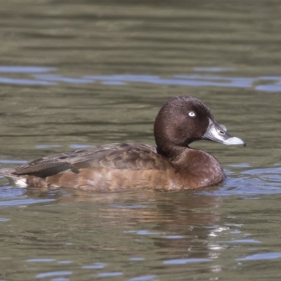 Aythya australis (Hardhead) at Stranger Pond - 9 Apr 2018 by AlisonMilton