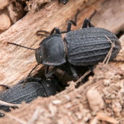Byallius sp. (genus) (Byallius darkling beetle) at Booth, ACT - 10 Apr 2018 by SWishart