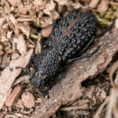 Talaurinus typicus (Ground weevil) at Namadgi National Park - 10 Apr 2018 by SWishart