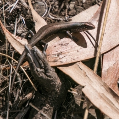 Pseudemoia entrecasteauxii (Woodland Tussock-skink) at Booth, ACT - 10 Apr 2018 by SWishart