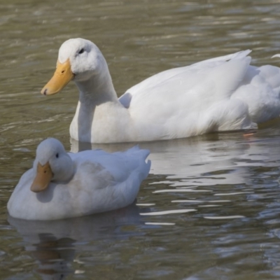 Anas platyrhynchos (Mallard (Domestic Type)) at Stranger Pond - 9 Apr 2018 by AlisonMilton