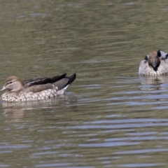 Chenonetta jubata (Australian Wood Duck) at Bonython, ACT - 9 Apr 2018 by AlisonMilton