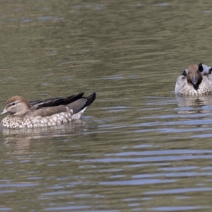 Chenonetta jubata at Bonython, ACT - 9 Apr 2018