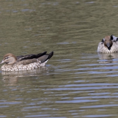 Chenonetta jubata (Australian Wood Duck) at Stranger Pond - 9 Apr 2018 by AlisonMilton
