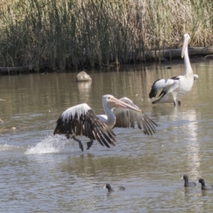 Pelecanus conspicillatus at Bonython, ACT - 9 Apr 2018