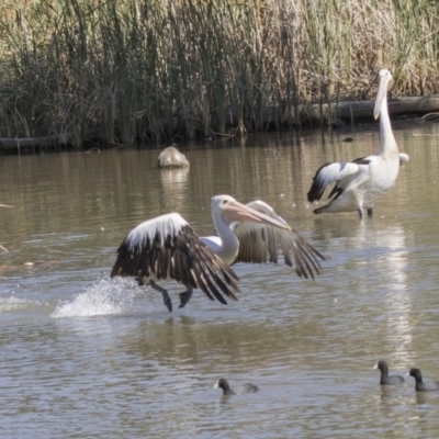 Pelecanus conspicillatus (Australian Pelican) at Stranger Pond - 9 Apr 2018 by Alison Milton