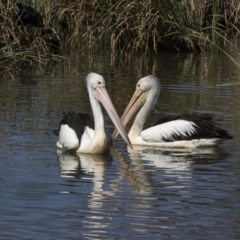 Pelecanus conspicillatus at Bonython, ACT - 9 Apr 2018