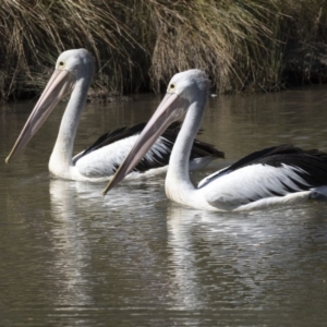 Pelecanus conspicillatus at Bonython, ACT - 9 Apr 2018