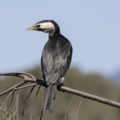 Microcarbo melanoleucos (Little Pied Cormorant) at Stranger Pond - 9 Apr 2018 by AlisonMilton