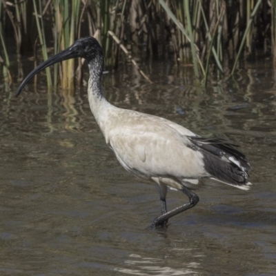 Threskiornis molucca (Australian White Ibis) at Stranger Pond - 9 Apr 2018 by Alison Milton