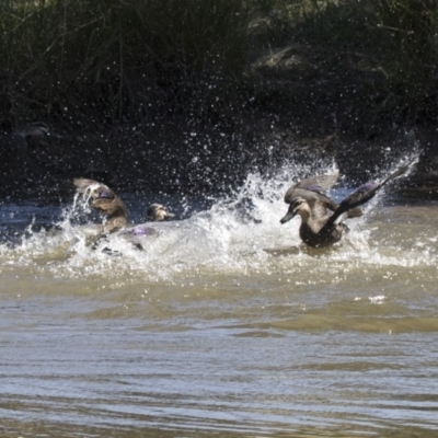 Anas superciliosa (Pacific Black Duck) at Bonython, ACT - 9 Apr 2018 by AlisonMilton