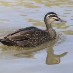 Anas superciliosa at Bonython, ACT - 9 Apr 2018