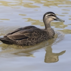 Anas superciliosa at Bonython, ACT - 9 Apr 2018 12:36 PM